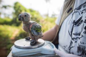 Nestling of Blue-fronted Amazon being weighed (Image: Victor Moriyama)